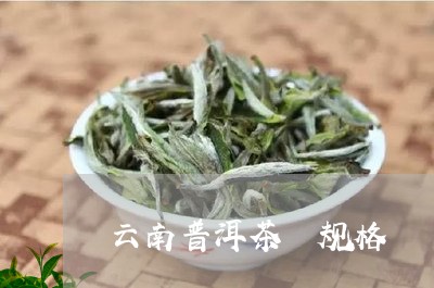 云南普洱茶 规格/2023041003613